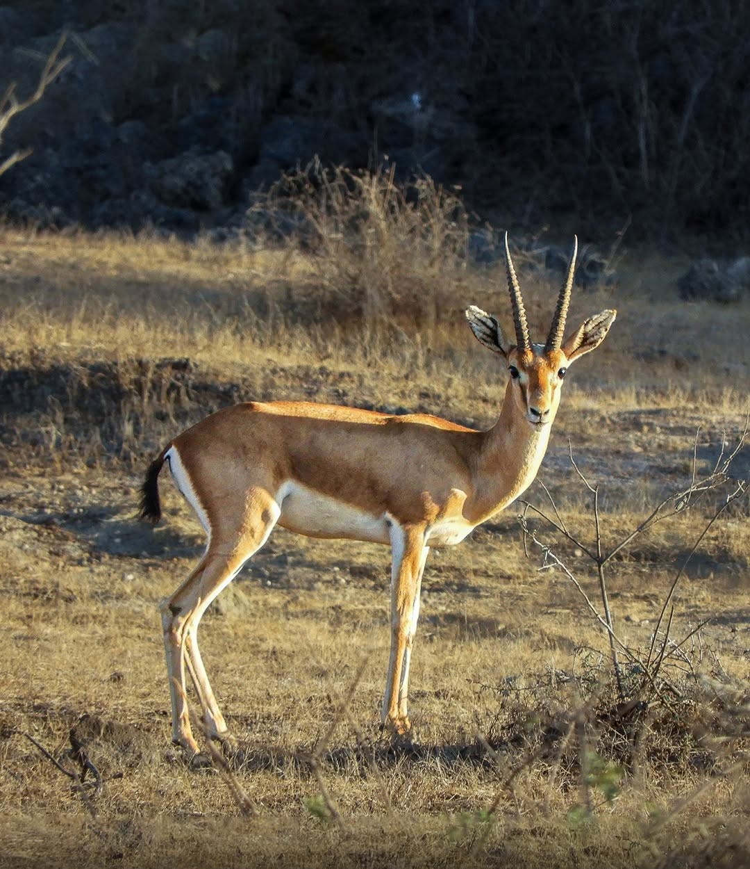 Chinkara antelope in Jawai