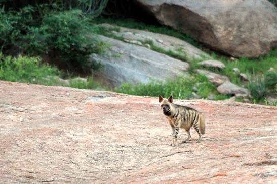 Striped hyena in Jawai