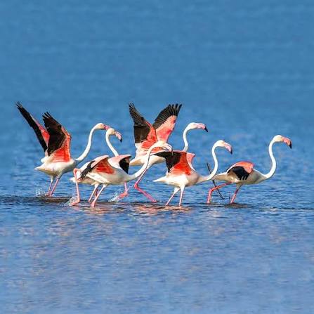 Flamingos and birds in Jawai Dam