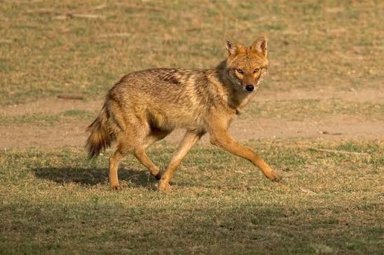 Jackal in Jawai