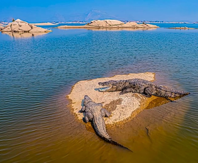 Marsh crocodile in Jawai