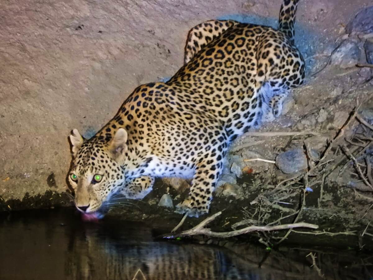 Wild leopard sighting at Jawai