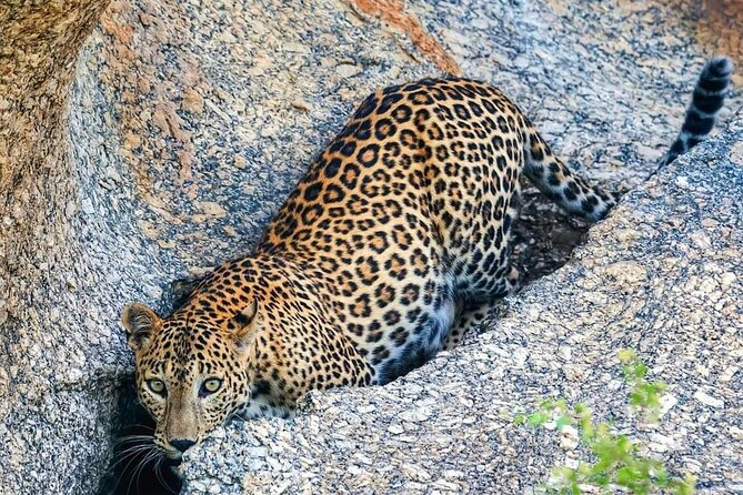 Leopard in Jawai