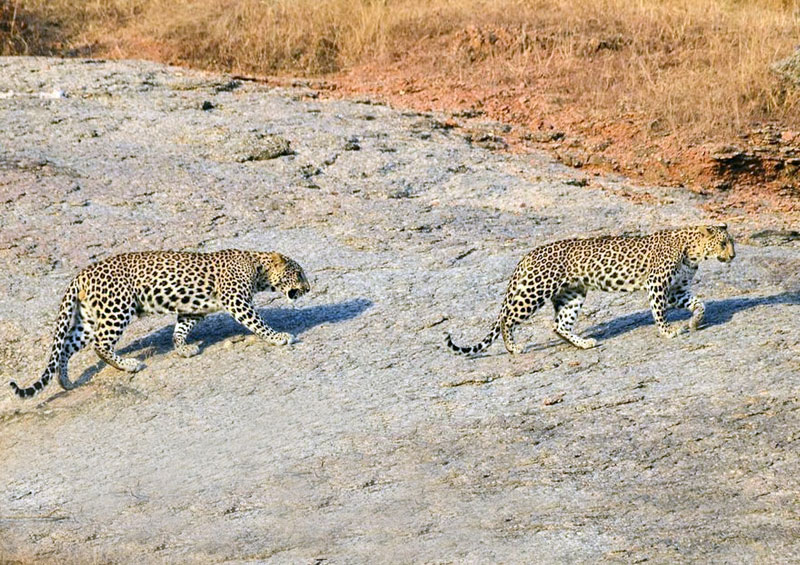 Leopards roaming freely in open terrain, no fences